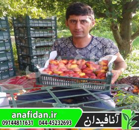 نهال شلیل انجیری