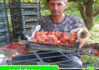 نهال شلیل انجیری