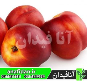 نهال شلیل ایندپندنس