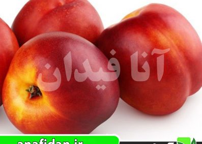 نهال شلیل ایندپندنس