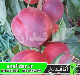نهال شلیل مغان ردگلد
