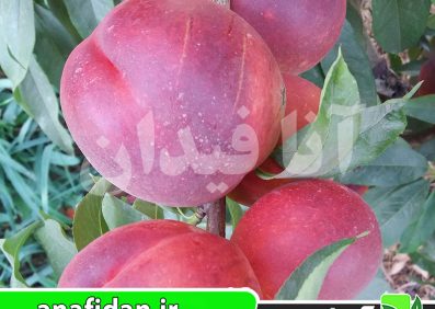 نهال شلیل مغان ردگلد