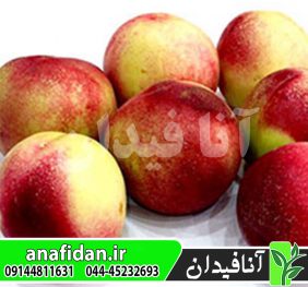 نهال شلیل رفعتی