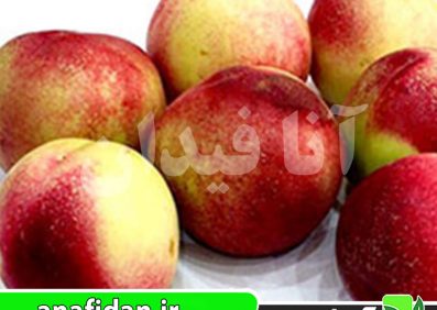 نهال شلیل رفعتی