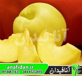 نهال شلیل زرد