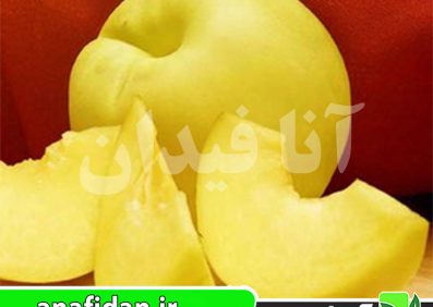 نهال شلیل زرد