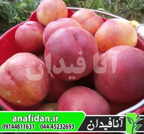 نهال شلیل سان گلد