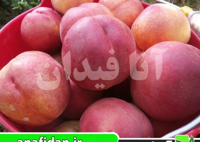 نهال شلیل سان گلد