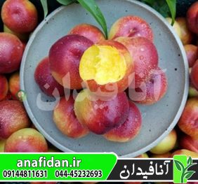 نهال شلیل سانکینگ