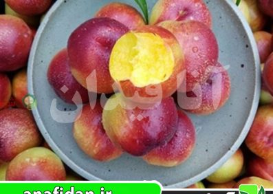 نهال شلیل سانکینگ