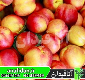 نهال شلیل شبرنگ