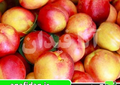 نهال شلیل شبرنگ