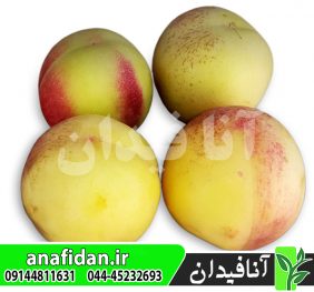 نهال شلیل شمس