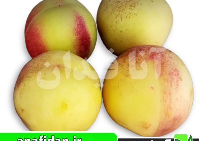 نهال شلیل شمس