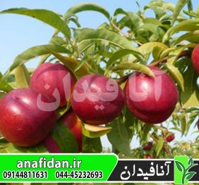 نهال شلیل طلای قرمز استارک