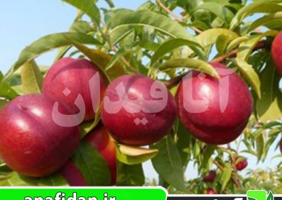 نهال شلیل طلای قرمز استارک