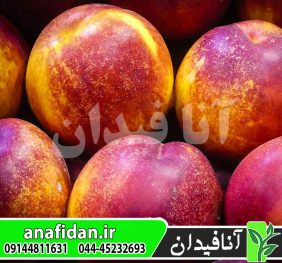 نهال شلیل فلاورتاپ