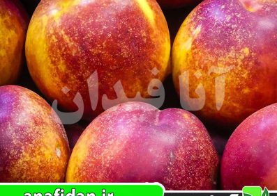 نهال شلیل فلاورتاپ