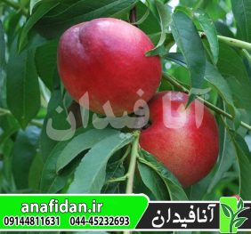 نهال شلیل کالدسی2020