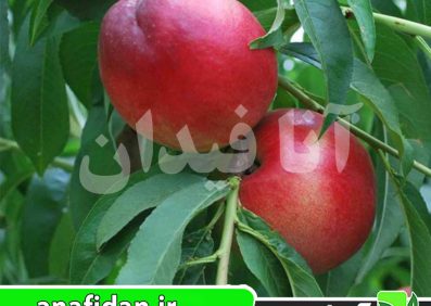 نهال شلیل کالدسی2020
