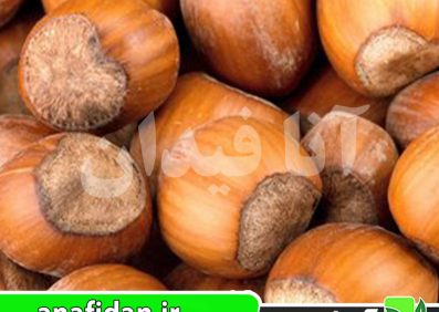 نهال فندق روند