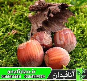 نهال فندق گردویی 89