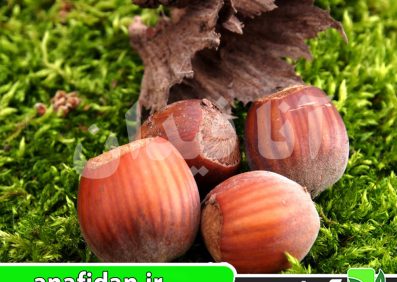 نهال فندق گردویی 89