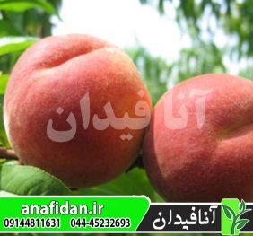 نهال هلو 60روزه