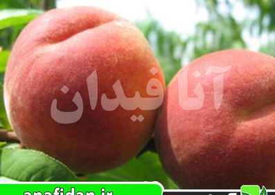 نهال هلو 60روزه