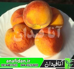 نهال هلو آدریاتیکا