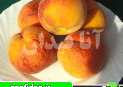 نهال هلو آدریاتیکا