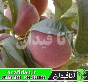 نهال هلو آلبرتا دیررس