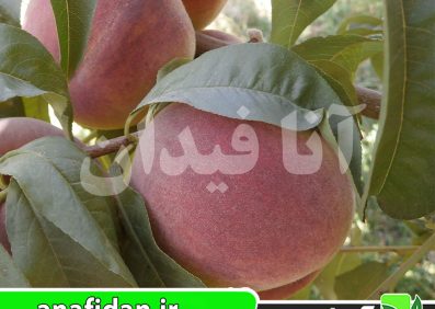 نهال هلو آلبرتا دیررس