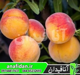 نهال هلو آلبرتا پیش رس