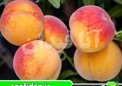 نهال هلو آلبرتا پیش رس