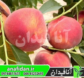 نهال هلو آمسدن
