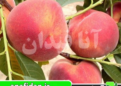نهال هلو آمسدن