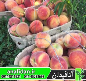 نهال هلو ارلی ردهاون