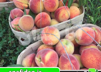 نهال هلو ارلی ردهاون