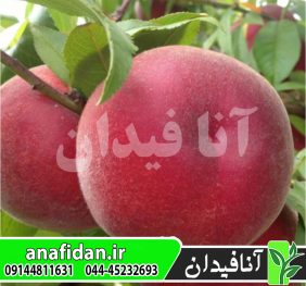 نهال هلو اسپرینگ بل