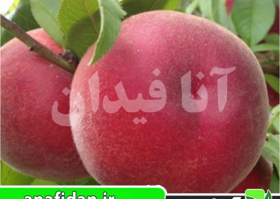 نهال هلو اسپرینگ بل