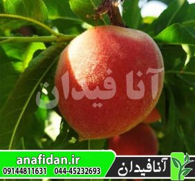 نهال هلو اسپرینگ تایم