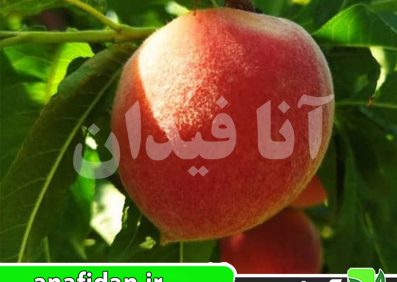 نهال هلو اسپرینگ تایم
