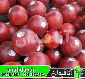 نهال هلو اسپرینگ فلیم