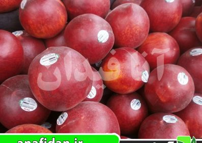 نهال هلو اسپرینگ فلیم