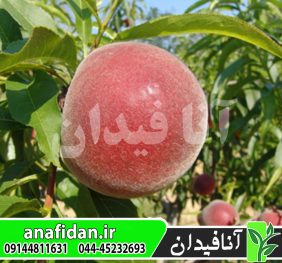 نهال هلو اسپرینگ کرست
