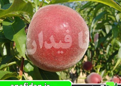 نهال هلو اسپرینگ کرست