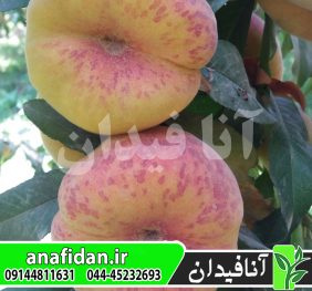 نهال هلو انجیری تایگر زودرس