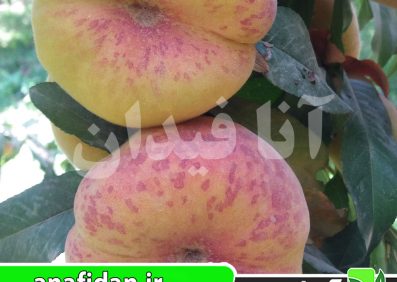 نهال هلو انجیری تایگر زودرس