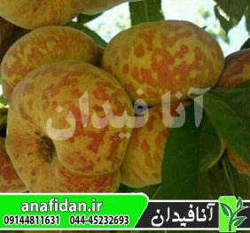 نهال هلو انجیری تایگر دیررس